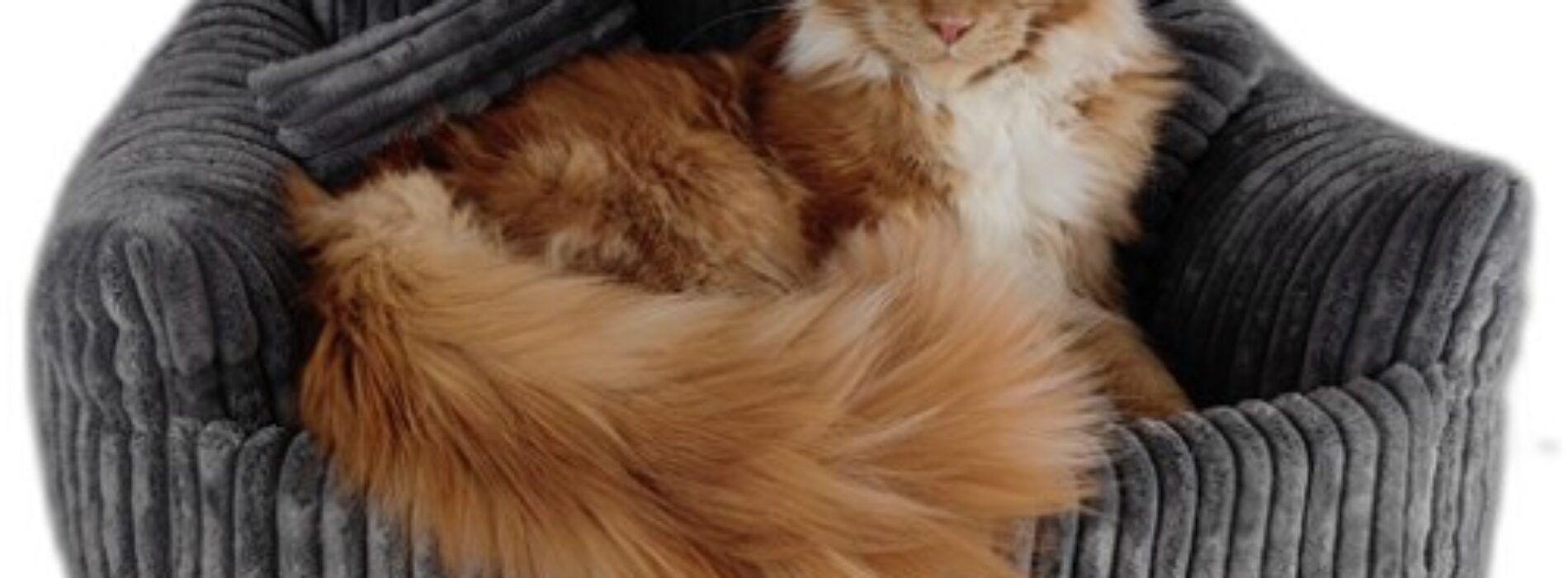 Jak stworzyć legowisko na wymiar dla swojego pupila?